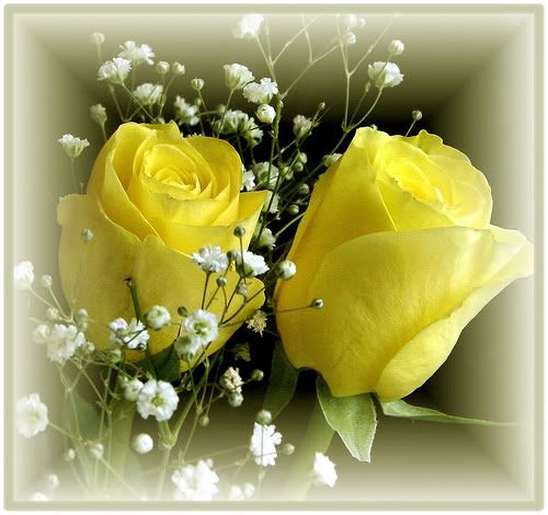 yellow roses photo: yellow roses ROSES.jpg