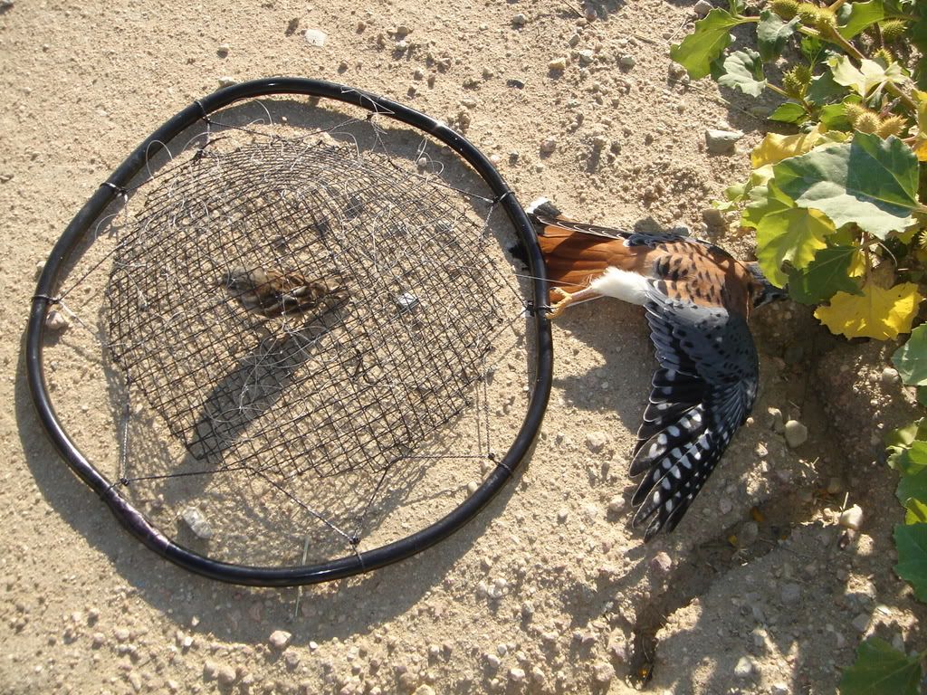 Falconry Traps