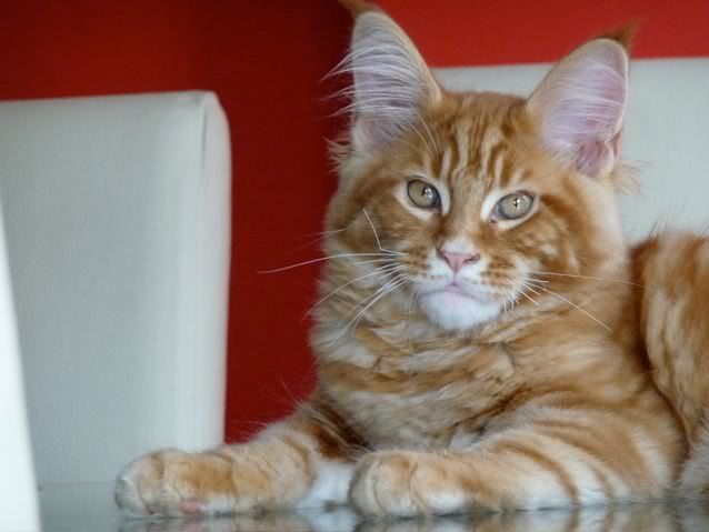 catgatha maine coon catgatha maine coon