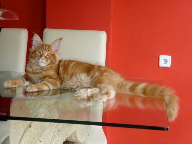 catgatha maine coon catgatha maine coon