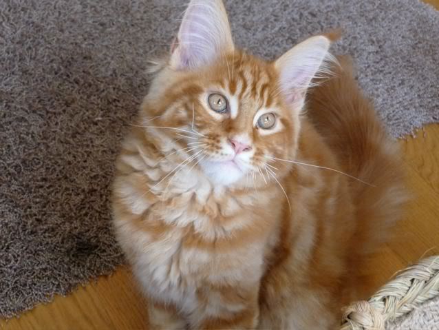 catgatha maine coon catgatha maine coon