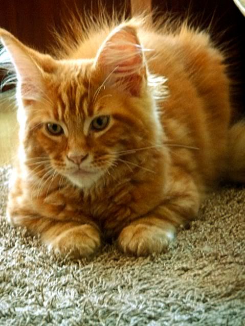 catgatha maine coon catgatha maine coon