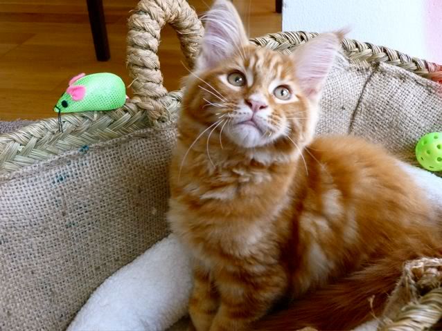 catgatha maine coon catgatha maine coon