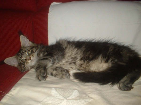 catgatha maine coon catgatha maine coon