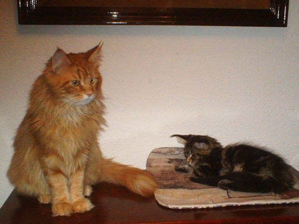 catgatha maine coon catgatha maine coon