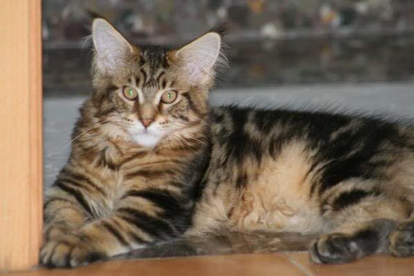 catgatha maine coon catgatha maine coon
