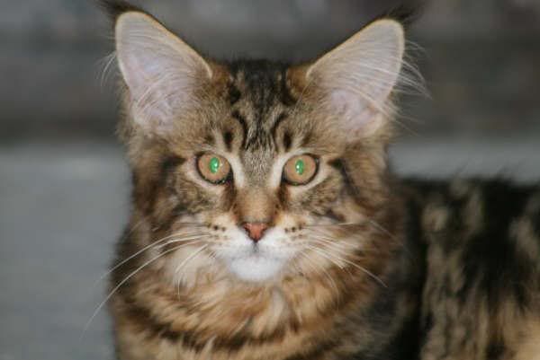 catgatha maine coon catgatha maine coon