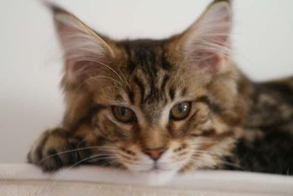 catgatha maine coon catgatha maine coon