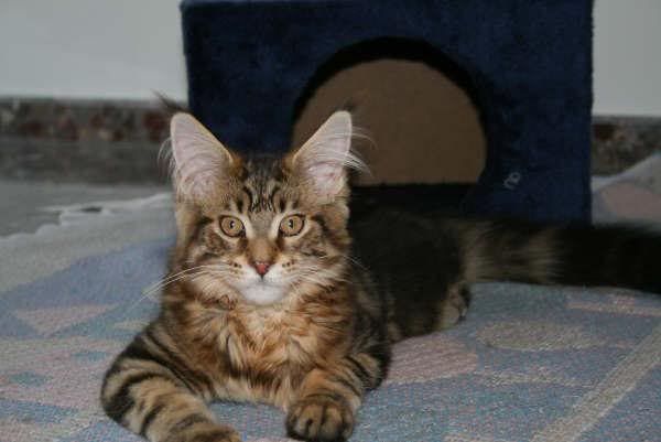 catgatha maine coon catgatha maine coon