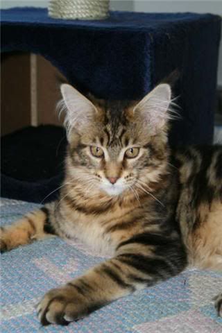catgatha maine coon catgatha maine coon