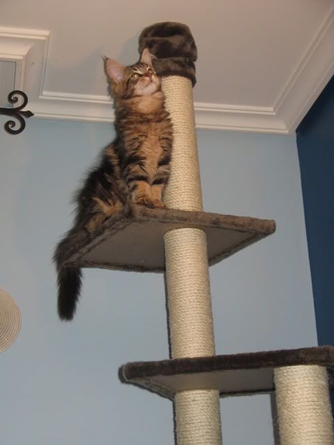 catgatha maine coon cromo catgatha maine coon cromo
