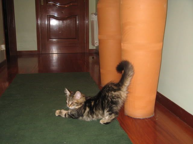 catgatha maine coon cromo catgatha maine coon cromo
