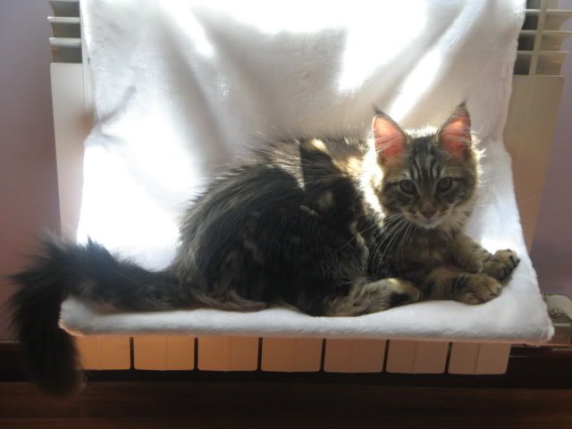 catgatha maine coon cromo catgatha maine coon cromo