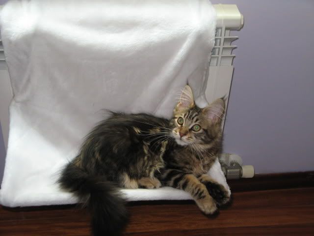 catgatha maine coon cromo catgatha maine coon cromo