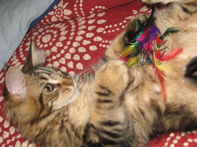 catgatha maine coon cromo catgatha maine coon cromo