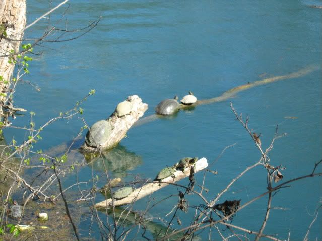 Turtles Sunning, Barton Creek Austin