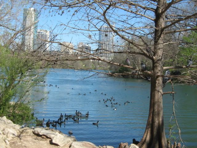 Austin City skyline over Barton Creek