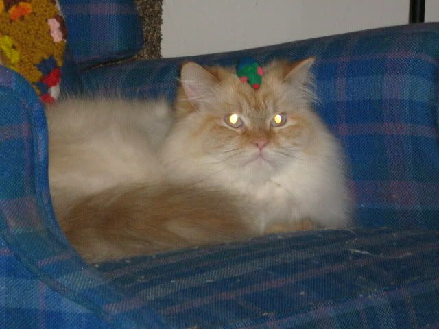 Biscuit with a toy mouse on his head