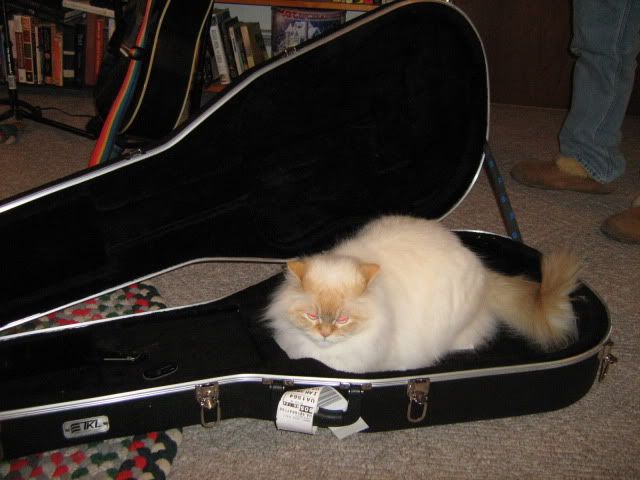 Biscuit thinks guitar cases are comfy.