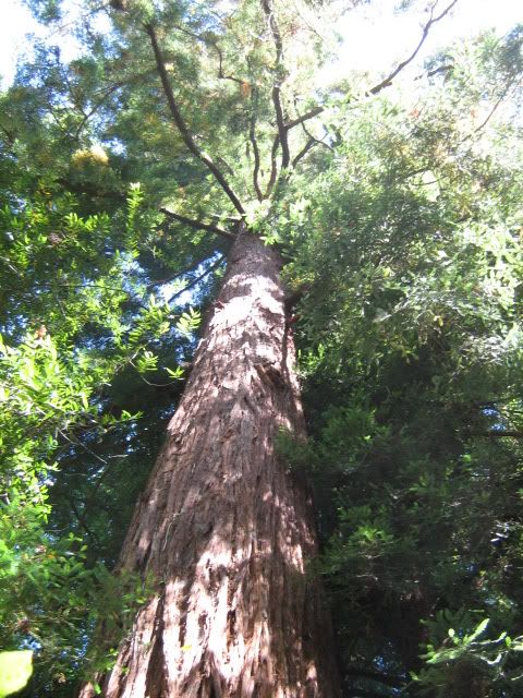 Muir woods