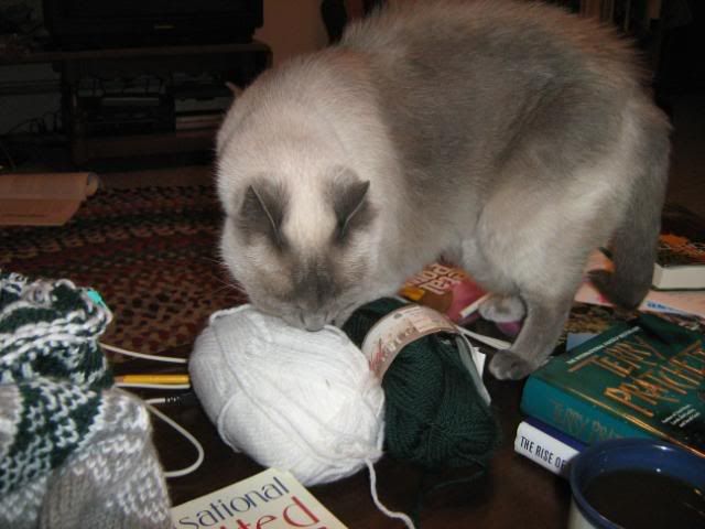 Woats sniffs the yarn