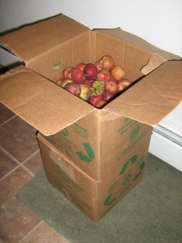 boxes of apples