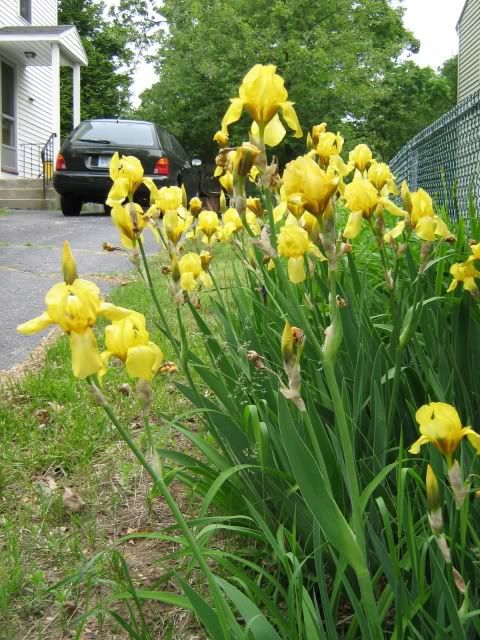 irises