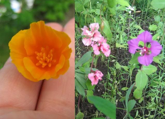 New flowers in the wildflower garden