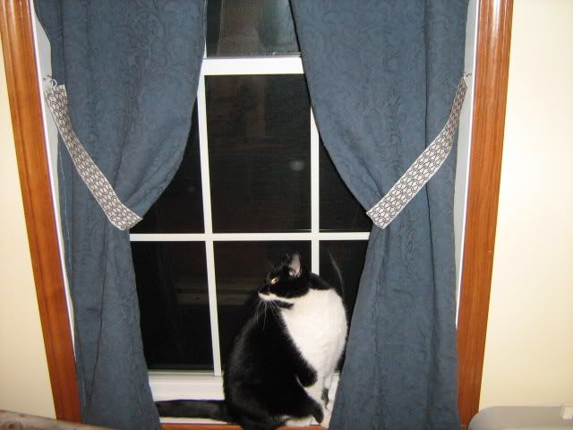 Cookie inspects the new curtain ties