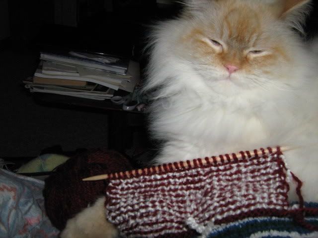Biscuit helps knit the scarf