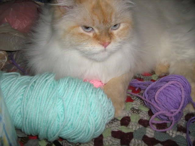 Biscuit thinks yarn is a cat toy