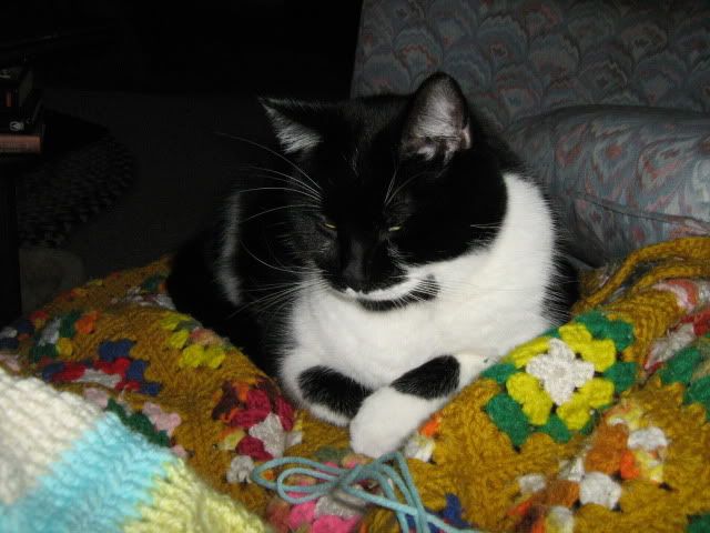 Cookie helps with the afghan