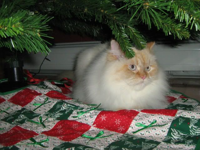 Two paws up for the quilted tree skirt