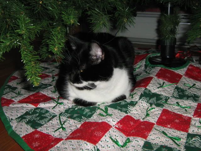 Two paws up for the quilted tree skirt