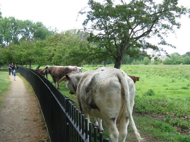 Cows in Christ Church Meadow