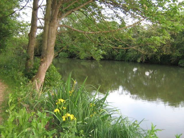 Wild irises along the Thames