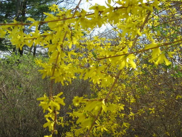 forsythia