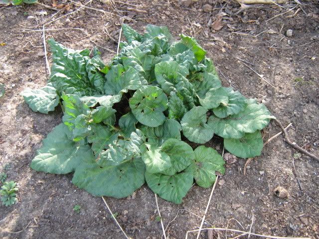 baby rhubarb