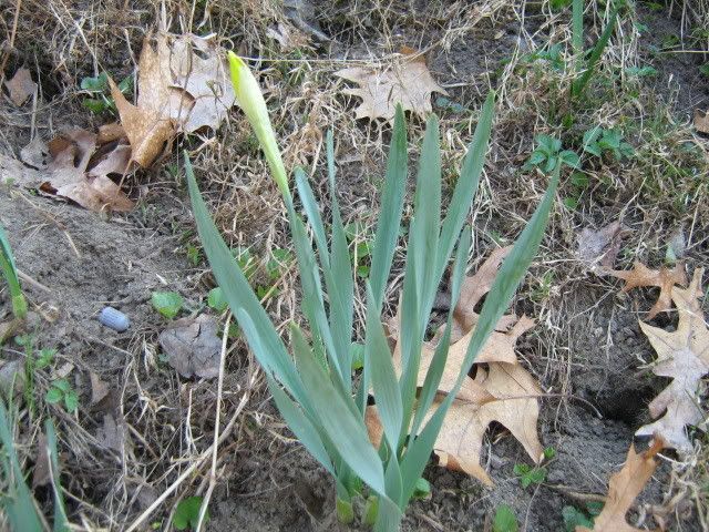 daffodil in progress