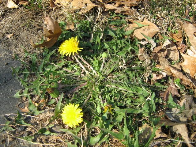 overachieving dandelions