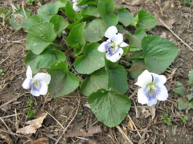 rather confused violets in bloom