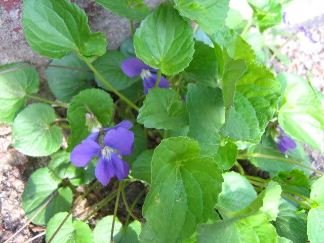 violets