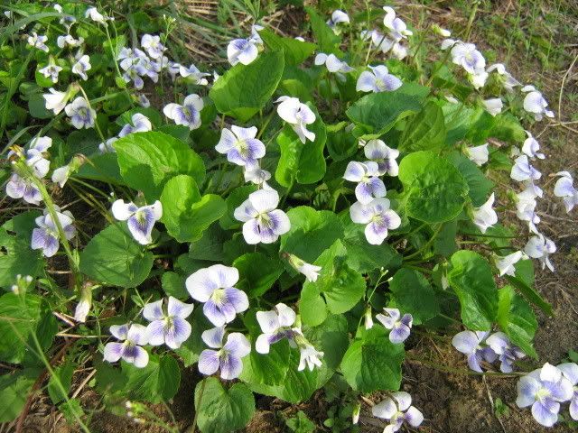 violets