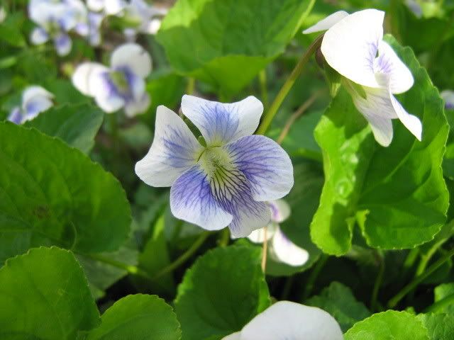 violets