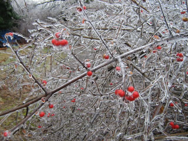 ice-covered bush