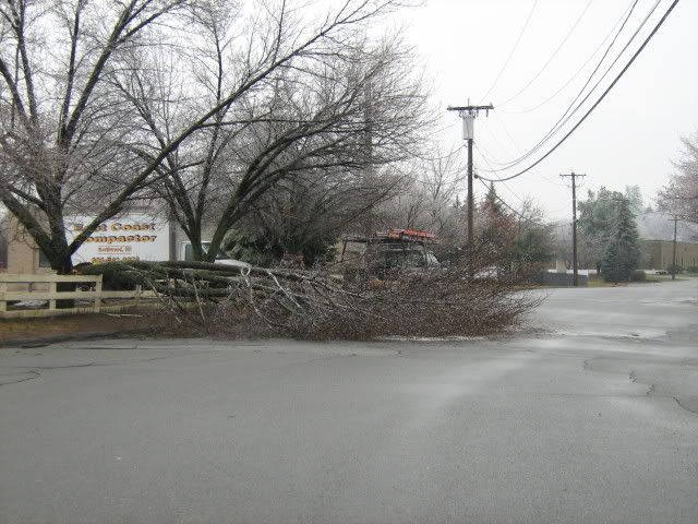 fallen tree in ice storm