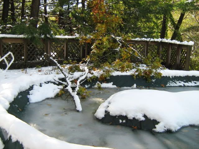 tree swimming