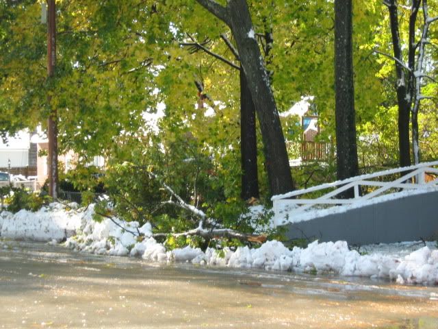 downed trees