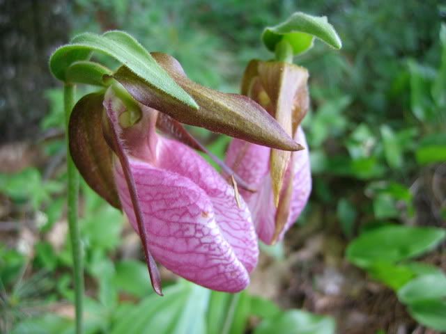 lady's slipper, courtesy Wikimedia Commons