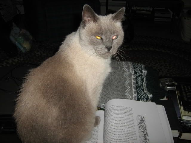 cat on pattern book